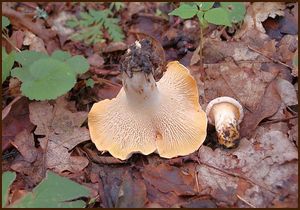 Liška bledá - Cantharellus pallens