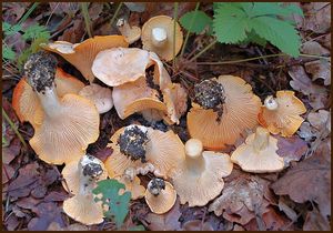 Liška bledá - Cantharellus pallens