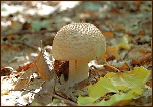 Muchomůrka růžovka - Amanita rubescens Pers. 1797