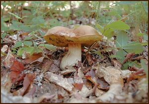 Hřib plavý - Boletus impolitus Fr. 1838