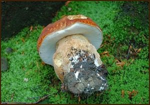 Hřib dubový - Boletus reticulatus Schaeff. 1774
