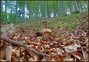 Klikni pro velký obrázek