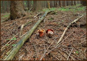 Klikni pro velký obrázek