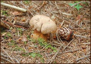 Hřib žlučník - Tylopilus felleus  (Bull.) P. Karst. 1881