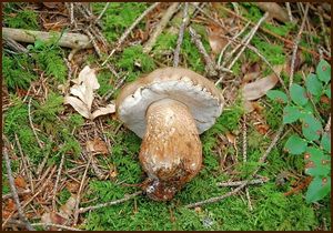 Hřib žlučník - Tylopilus felleus  (Bull.) P. Karst. 1881