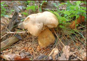 Hřib žlučník - Tylopilus felleus  (Bull.) P. Karst. 1881