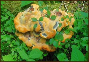 Hnědák Schweinitzův - Phaeolus schweinitzii (Fr.) Pat. 1900