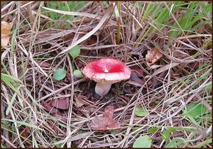 Klikni pro velký obrázek