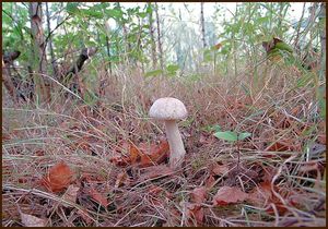 Klikni pro velký obrázek