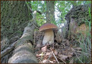 Klikni pro velký obrázek