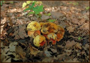 Klikni pro velký obrázek