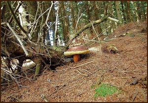 Klikni pro velký obrázek