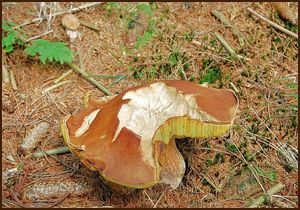 Klikni pro velký obrázek