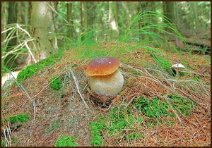 Klikni pro velký obrázek