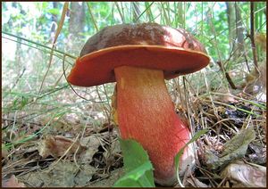 Klikni pro velký obrázek