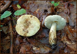 Hřib siný - Gyroporus cyanescens  (Bull.) Quél. 1886