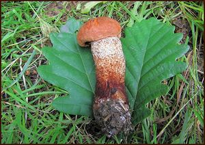 Klikni pro velký obrázek