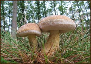 Klikni pro velký obrázek