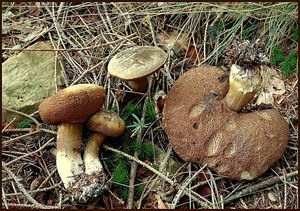 Klikni pro velký obrázek