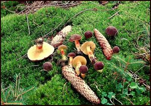 Klikni pro velký obrázek