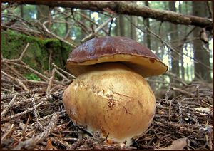 Klikni pro velký obrázek