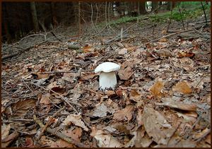 Klikni pro velký obrázek