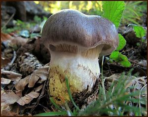 Klikni pro velký obrázek