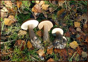 Klikni pro velký obrázek