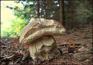 Klikni pro velký obrázek