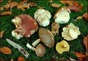 Klikni pro velký obrázek