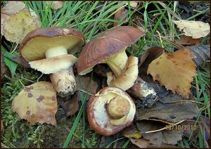 Klikni pro velký obrázek