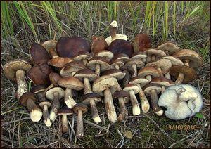 Klikni pro velký obrázek