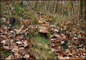 Klikni pro velký obrázek