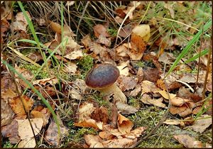 Klikni pro velký obrázek