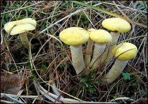 Klikni pro velký obrázek