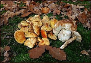 Klikni pro velký obrázek