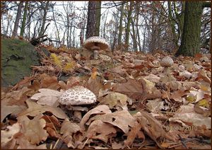 Klikni pro velký obrázek