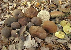 Klikni pro velký obrázek