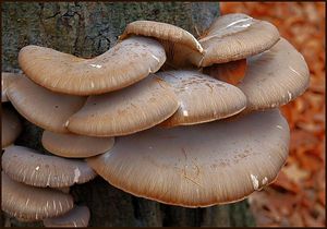 Hlíva ústřičná - Pleurotus ostreatus (Jacq.) P. Kumm. 1871