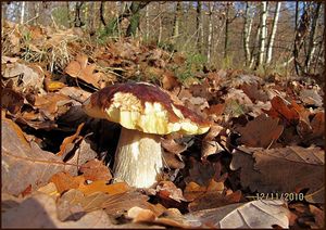 Klikni pro velký obrázek