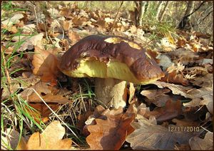 Klikni pro velký obrázek