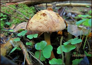 Klikni pro velký obrázek