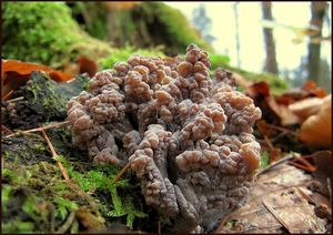 Kuřátečko popelavé - Clavulina cinerea (Bull.) J.Schröt.