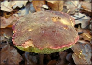 Klikni pro velký obrázek