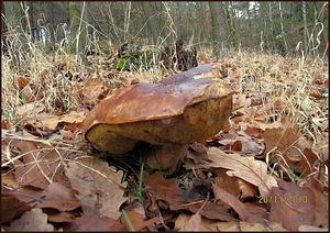 Klikni pro velký obrázek