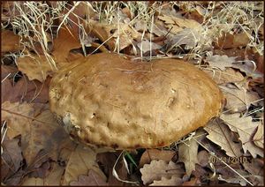 Klikni pro velký obrázek