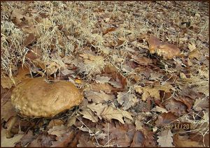 Klikni pro velký obrázek