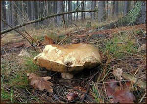 Klikni pro velký obrázek