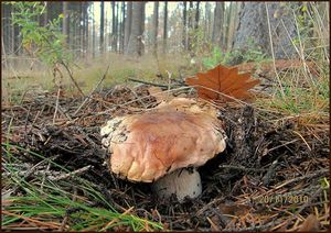 Klikni pro velký obrázek