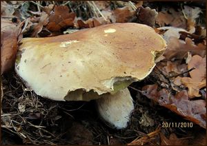 Klikni pro velký obrázek